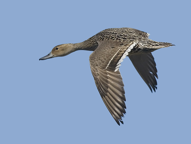 Jouhisorsa, Northern Pintail, Anas acuta